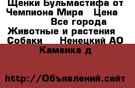 Щенки Бульмастифа от Чемпиона Мира › Цена ­ 1 000 - Все города Животные и растения » Собаки   . Ненецкий АО,Каменка д.